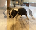 Small Photo #4 Boston Terrier Puppy For Sale in FREDONIA, KS, USA