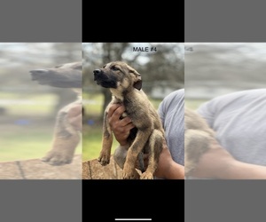 German Shepherd Dog Puppy for Sale in MAULDIN, South Carolina USA