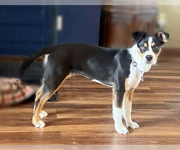 Medium Photo #4 Australian Shepherd-Unknown Mix Puppy For Sale in Genesee, WI, USA