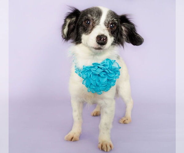 Medium Photo #3 Chihuahua-Unknown Mix Puppy For Sale in phoenix, AZ, USA