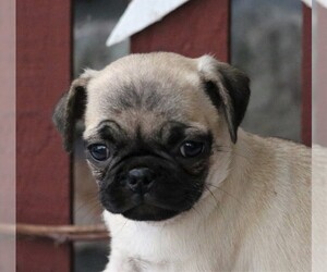 Pug Puppy for sale in NARVON, PA, USA