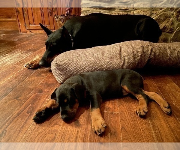Medium Photo #8 Doberman Pinscher Puppy For Sale in FREDERICKTOWN, MO, USA