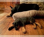 Small Photo #8 Doberman Pinscher Puppy For Sale in FREDERICKTOWN, MO, USA