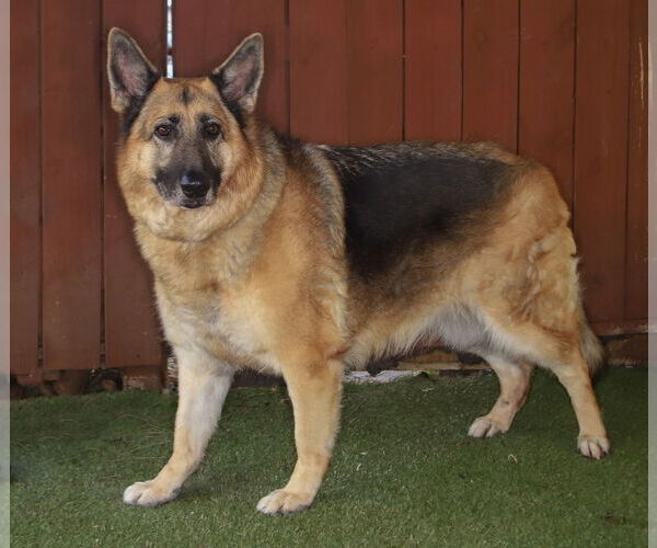 Medium Photo #2 German Shepherd Dog-Unknown Mix Puppy For Sale in Oakland Park, FL, USA