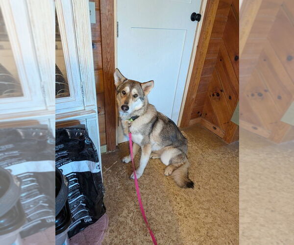 Medium Photo #7 Siberian Husky-Unknown Mix Puppy For Sale in garner, NC, USA