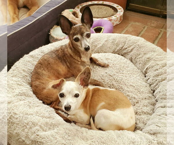 Medium Photo #2 Chihuahua-Unknown Mix Puppy For Sale in Temecula, CA, USA