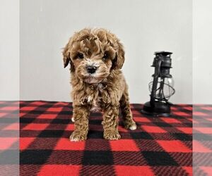 Cavapoo Puppy for sale in FRANKLIN, IN, USA