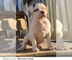 Puppy 4 American Bulldog