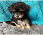 Small Photo #20 Yo-Chon Puppy For Sale in HAMPTON, VA, USA