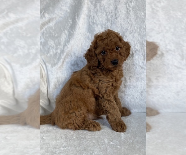 Medium Photo #5 Poodle (Miniature) Puppy For Sale in PITTSGROVE, NJ, USA