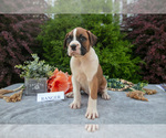 Small Photo #7 Boxer Puppy For Sale in SHILOH, OH, USA