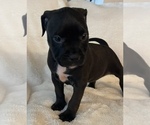 Small Photo #4 American Bully Puppy For Sale in KENT, WA, USA