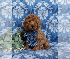 Miniature Labradoodle Puppy for sale in OXFORD, PA, USA