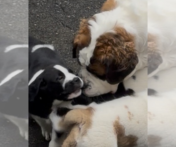 Medium Photo #5 Cane Corso-Saint Bernard Mix Puppy For Sale in WORCESTER, MA, USA