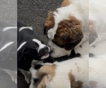 Small #4 Cane Corso-Saint Bernard Mix