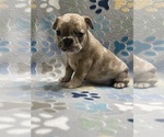 Small Photo #6 French Bulldog Puppy For Sale in COLUMBUS, GA, USA