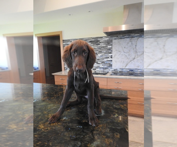 Medium Photo #16 Flat Coated Retriever Puppy For Sale in LAHAINA, HI, USA