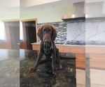 Small #15 Flat Coated Retriever