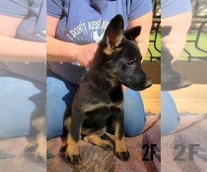 German Shepherd Dog Puppy for sale in VALLEY, AL, USA