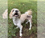 Small #4 Shih-Poo