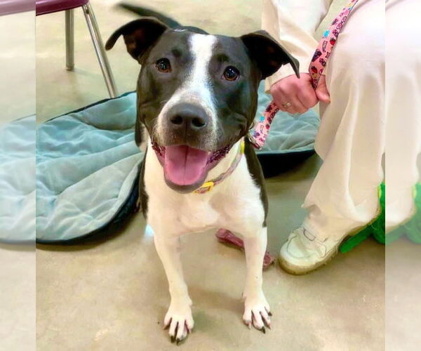 Medium Photo #5 Bull Terrier-Unknown Mix Puppy For Sale in Alexander, AR, USA