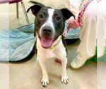 Small #4 Bull Terrier Mix