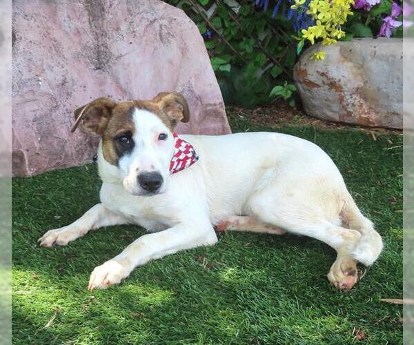Medium Photo #1 Mutt Puppy For Sale in Oklahoma City, OK, USA