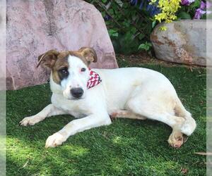 Mutt Dogs for adoption in Oklahoma City, OK, USA