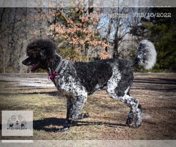 Medium Photo #8 Poodle (Standard) Puppy For Sale in MARIONVILLE, MO, USA