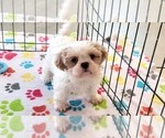 Small #8 Shih Tzu