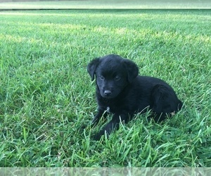 Australian Cattle Dog-Labradoodle Mix Puppy for sale in UNION MILLS, NC, USA