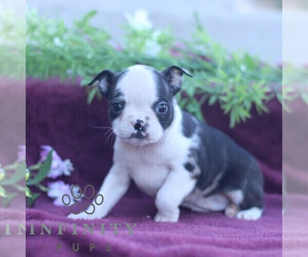 Medium Photo #5 Boston Terrier Puppy For Sale in PORT ROYAL, PA, USA