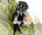 Small Photo #5 German Shepherd Dog-Siberian Husky Mix Puppy For Sale in PERRIS, CA, USA