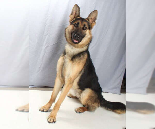 Medium Photo #2 German Shepherd Dog Puppy For Sale in Burbank, CA, USA