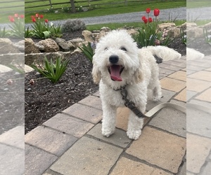 Maltese-Poodle (Toy) Mix Puppy for sale in SENECA FALLS, NY, USA