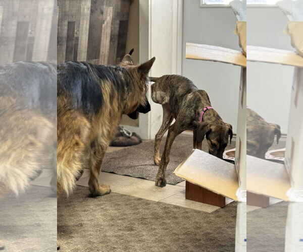 Medium Photo #7 Doberman Pinscher-Unknown Mix Puppy For Sale in Buffalo, MN, USA