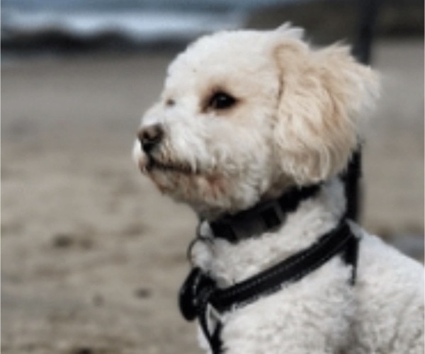 Medium Photo #1 Havapoo Puppy For Sale in VANCOUVER, WA, USA