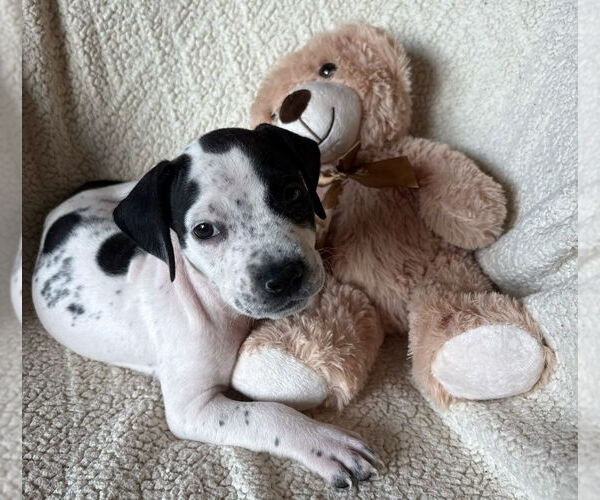 Medium Photo #2 American Staffordshire Terrier-Labrador Retriever Mix Puppy For Sale in Lakewood, CO, USA