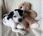 Small #1 American Staffordshire Terrier-Labrador Retriever Mix