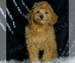 Small Photo #75 Poodle (Toy) Puppy For Sale in WARSAW, IN, USA