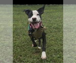 Small #1 American Pit Bull Terrier Mix