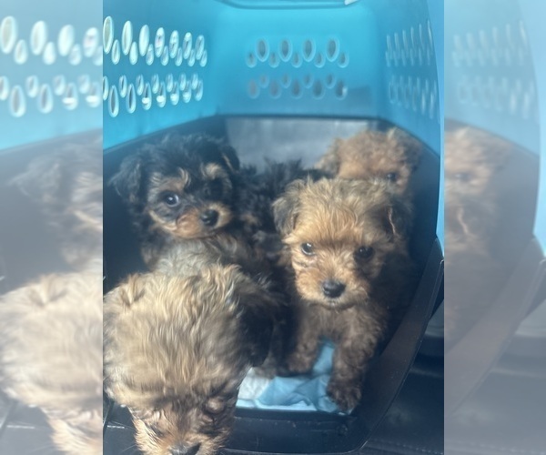 Medium Photo #15 Yorkipoo Puppy For Sale in ARLINGTON, TX, USA