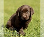 Small #2 Labrador Retriever