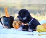 Small Photo #1 Miniature Schnauzzie-Yorkshire Terrier Mix Puppy For Sale in PATASKALA, OH, USA