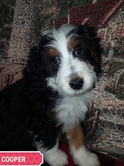 Miniature Bernedoodle Puppy for sale in KENSINGTON, OH, USA