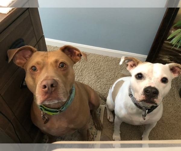 Medium Photo #7 American Pit Bull Terrier-Unknown Mix Puppy For Sale in Germantown, OH, USA