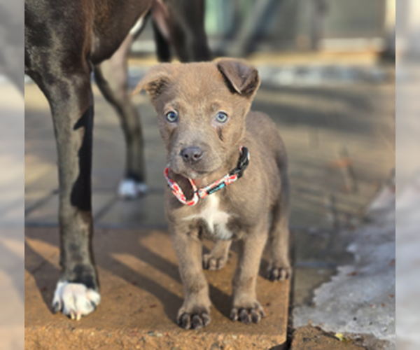Medium Photo #1 Siberian Husky-Unknown Mix Puppy For Sale in Brooklyn Center, MN, USA