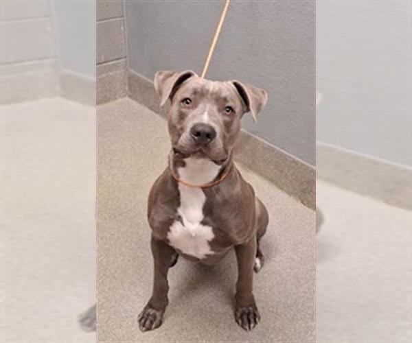 Medium Photo #1 American Pit Bull Terrier-Unknown Mix Puppy For Sale in Las Vegas, NV, USA