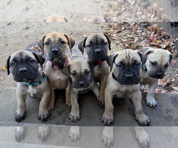 Medium Photo #1 Boerboel Puppy For Sale in WARREN, MI, USA