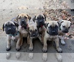 Small Boerboel